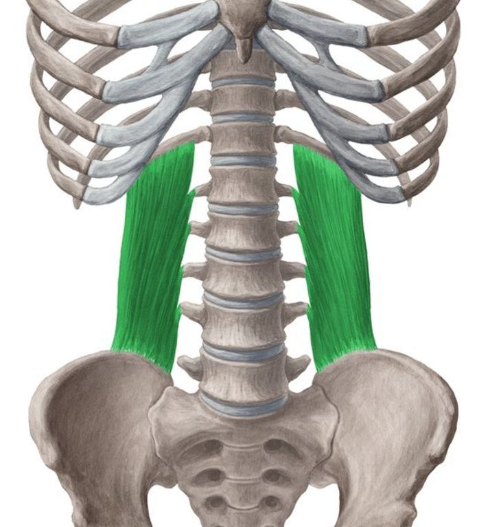 <p>Quadratus lumborum insertion</p>