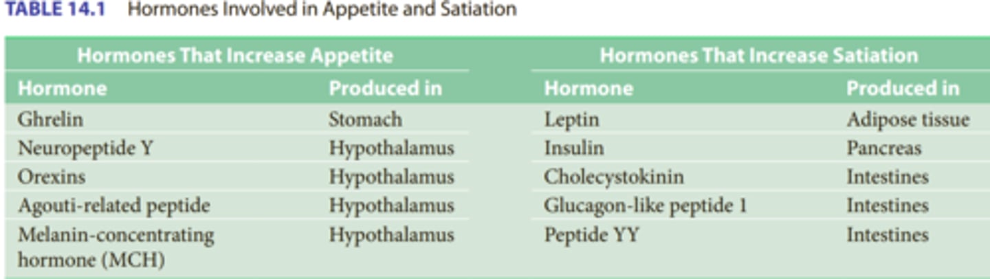 <p>protein hormone secreted by adipose (fat) cells; tells us when we need food</p>