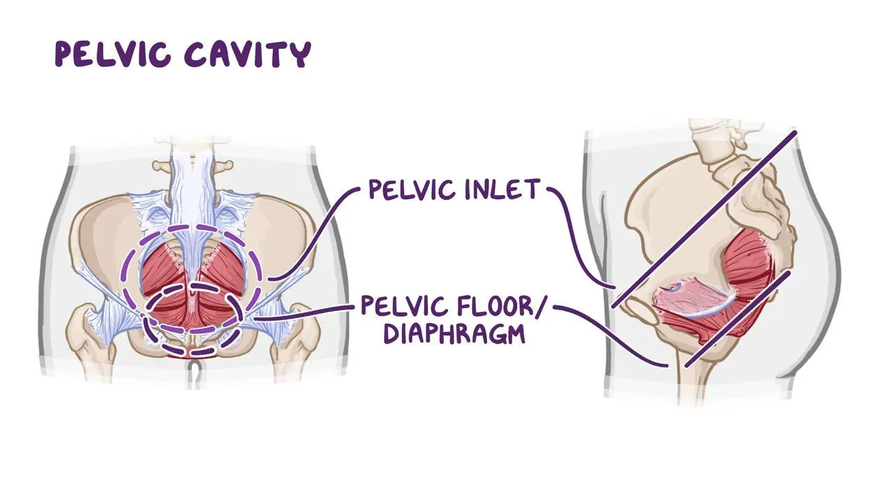 <p>At the end of the large intestines containing reproductive organs, the urinary bladder, the colon, and the rectum.</p>