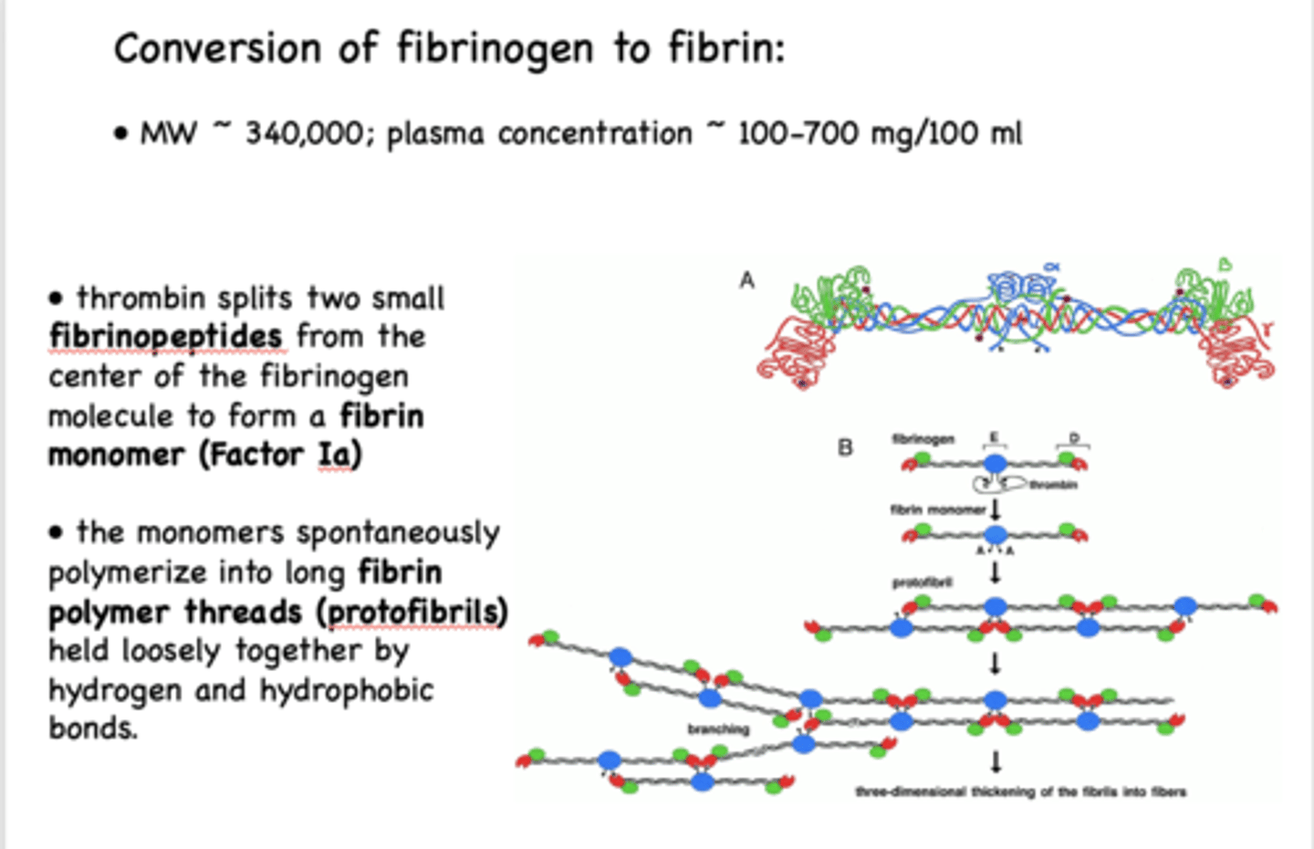 <p>thrombin splits two fibrinopeptides -> forms fibrin monomer -> monomers polymerize -> form protofibrils</p>