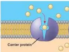 <p>Carrier Proteins</p>