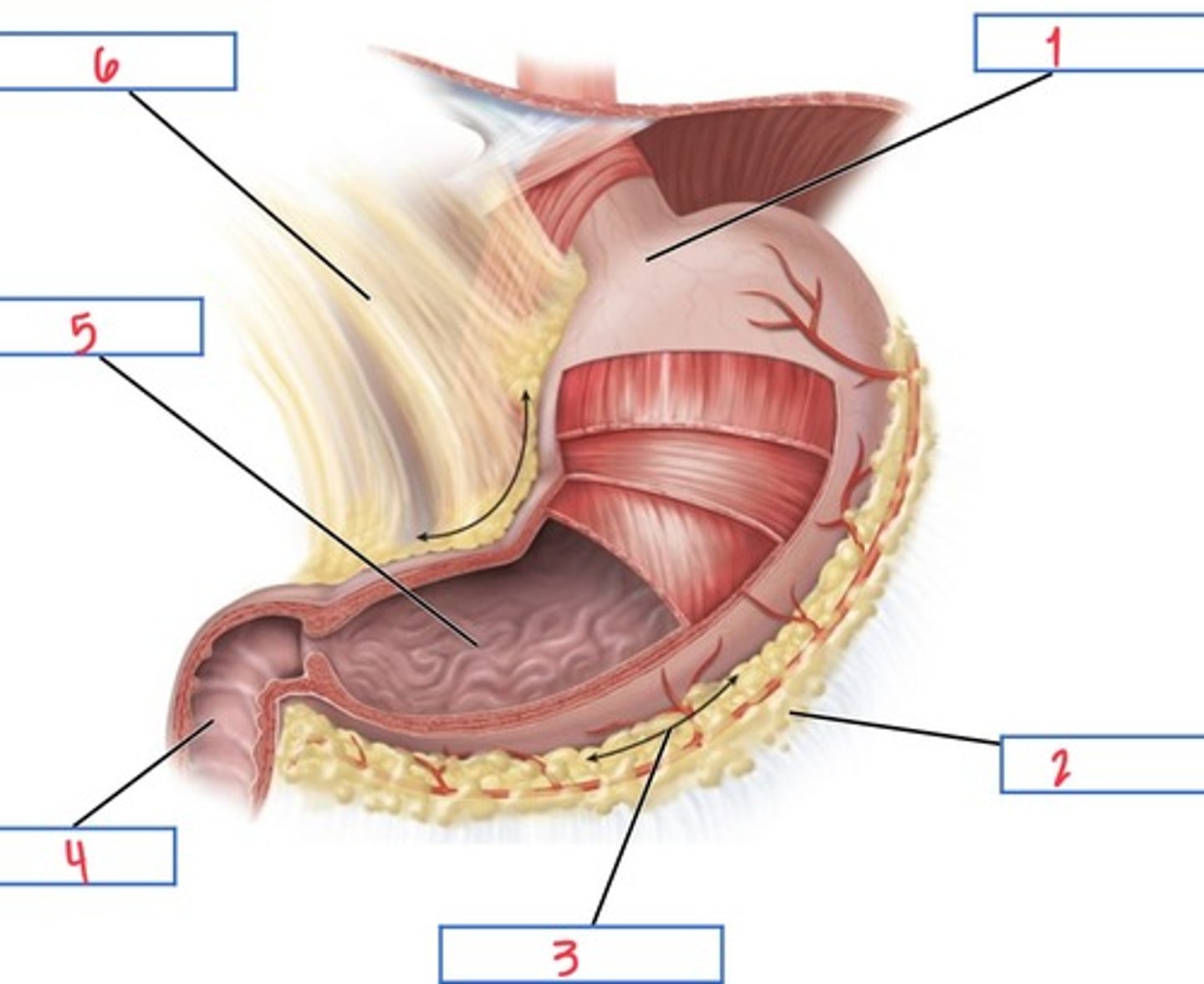 <p>What structure associated with the stomach is 5?</p>