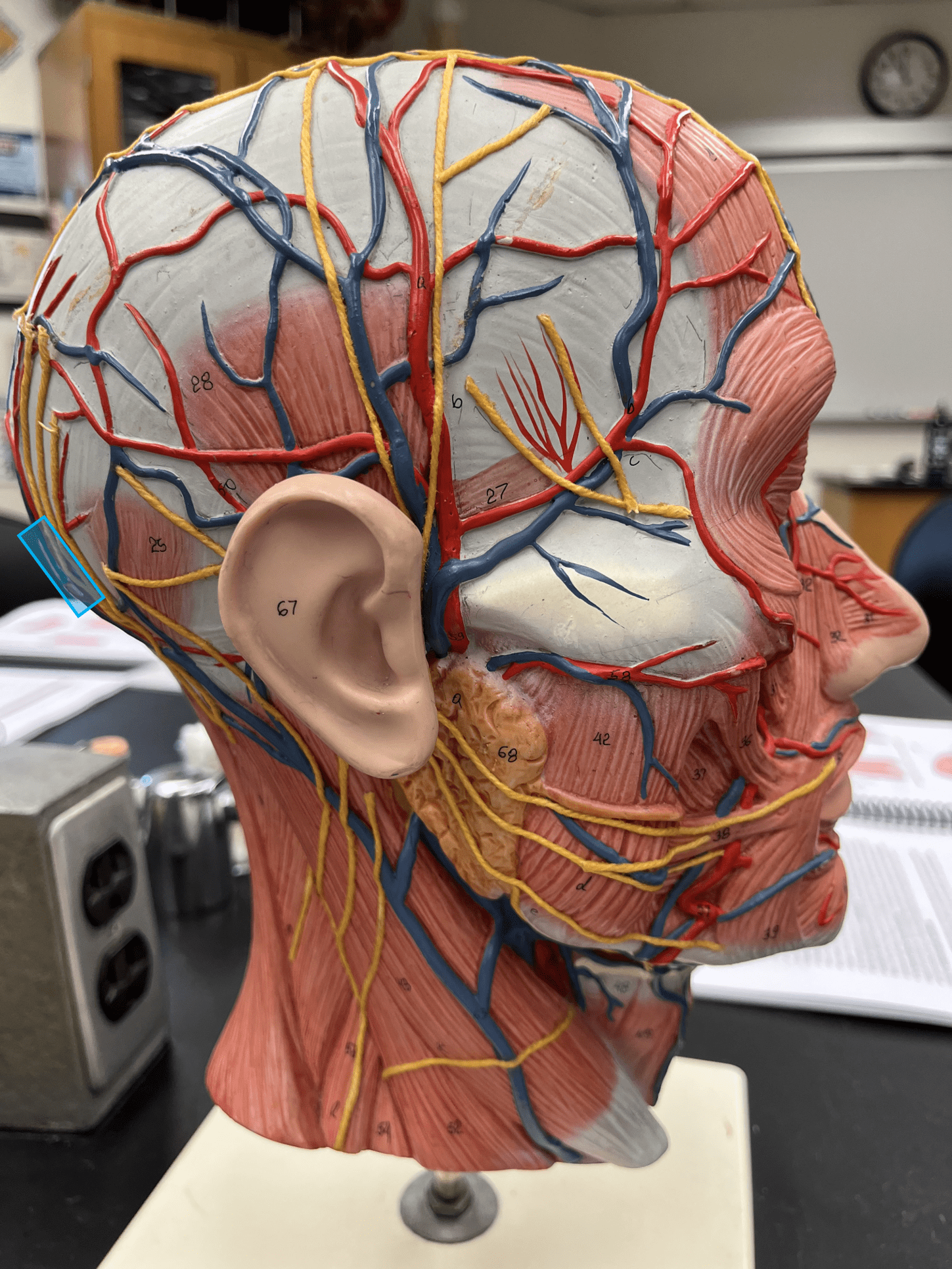 <p>• A vein of the head and neck.</p>
<p>• Drains the posterior scalp.</p>
<p>• Empties into the external jugular vein.</p>