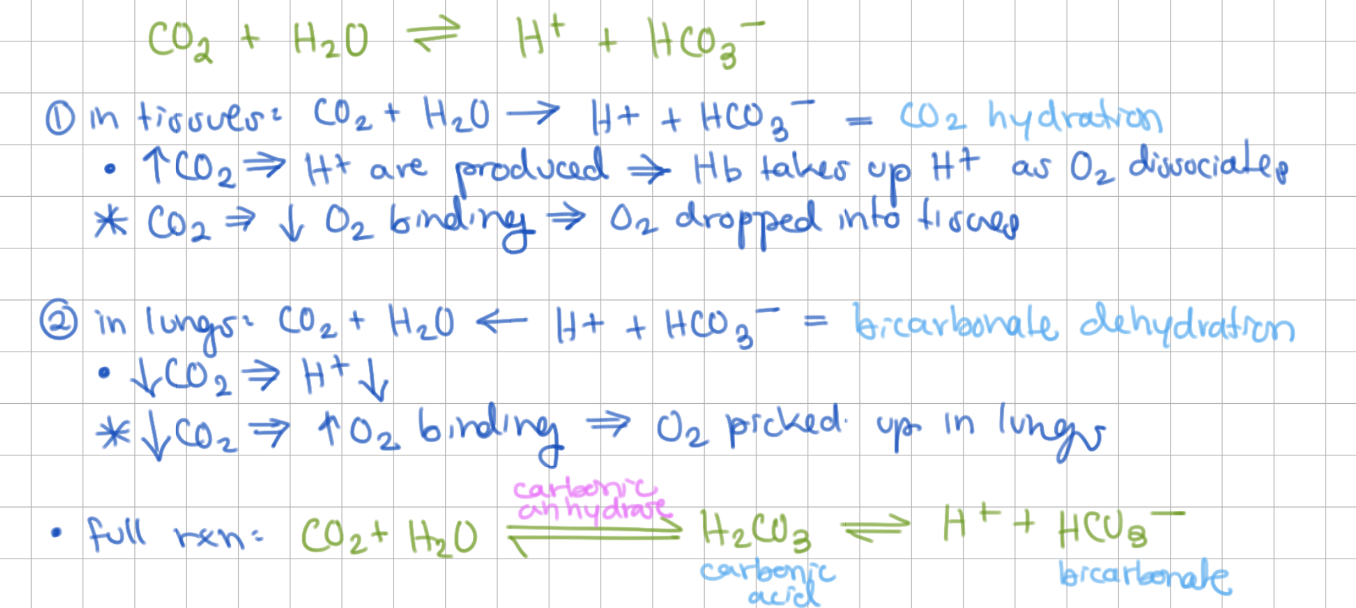 <p>low CO<sub>2</sub>&nbsp;→ shifts to make less H<sup>+</sup>&nbsp;→ increase O<sub>2</sub>&nbsp;binding → O<sub>2</sub>&nbsp;taken into Hb</p>
