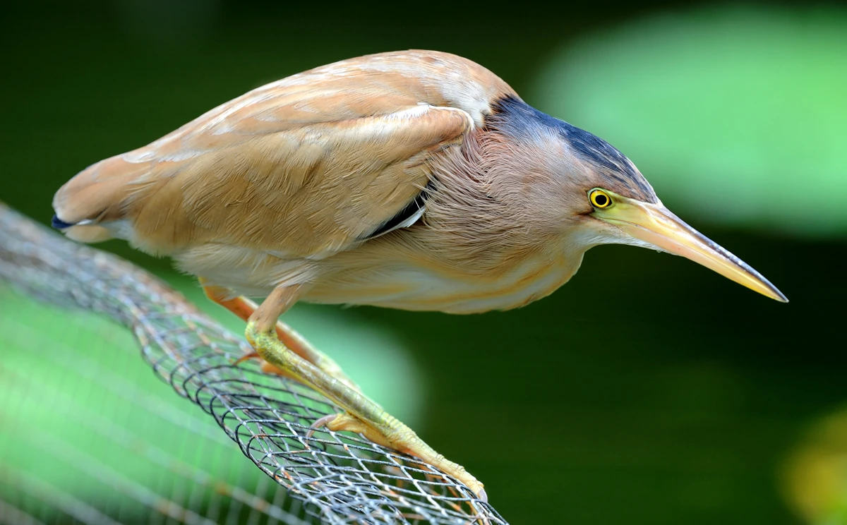 <p>Yellow Bittern</p>