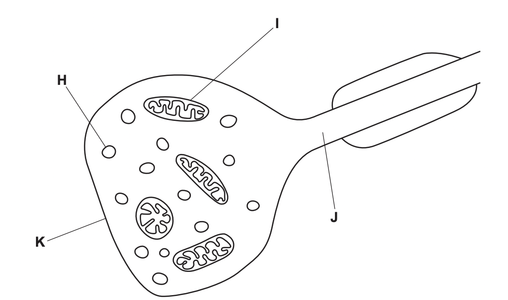 Label H, I, J, K