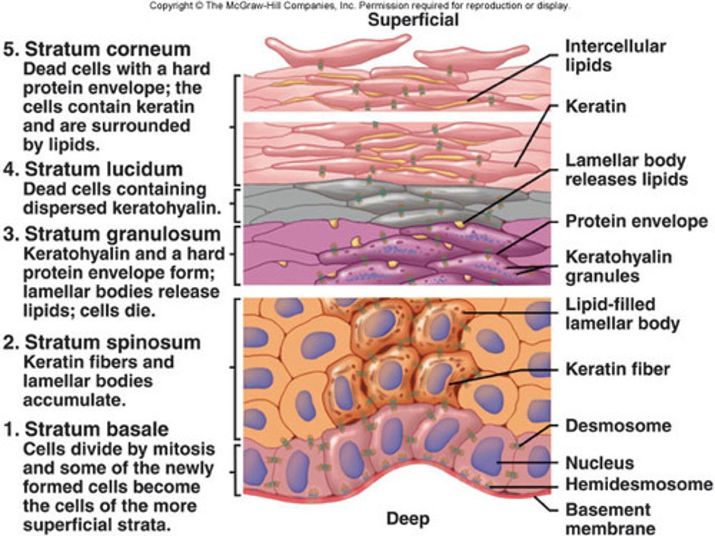 <p>- single row of cells immediately above the dermis</p><p>- cells constantly undergoing mitosis to form new cells</p><p>- some 10-25% of the cells in this layer are melanocytes</p>