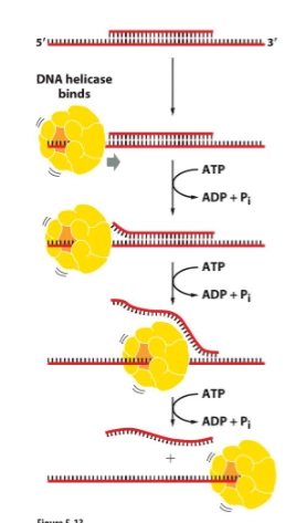 <p>unwinds and separates strands</p><ul><li><p>predominant helicase moves 5’-3’ along the lagging strand template</p></li></ul><p></p>