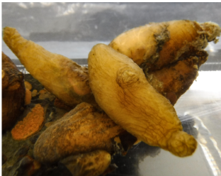 <p>Chordata: Solitary Tunicate</p><p>(Looks like a white/yellow tubey barnacle that might be squishy)</p>