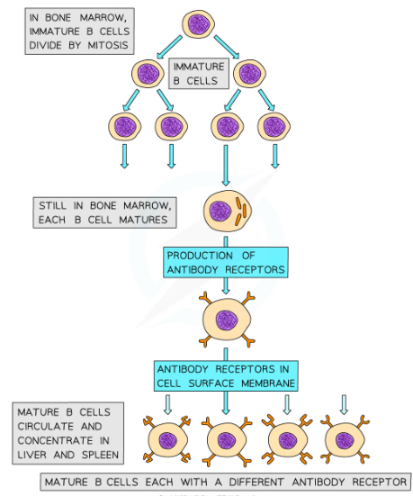 * B cells have many specific receptors on their cell surface membrane
  * The receptors are in fact antibodies, and are known as antibody receptors
  * Each B cell has a different type of antibody receptor, meaning that each B cell can bind to a different type of antigen