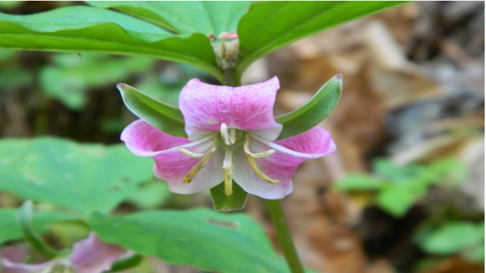 <p>Catesby’s Trillium</p>