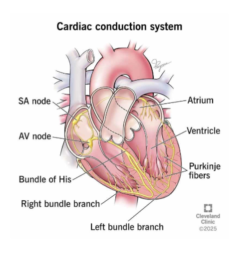 <ul><li><p>excitation begins at sinoatrial SA node (pacemaker) in RA and flows through RA across to LA. Signal can’t enter ventricles through walls between chambers</p></li><li><p>Signal hits Atrioventricular AV valve where it’s held for 0.1s.</p></li><li><p>AV bundle connects atria to ventricles</p></li><li><p>Signal travels down insulated routes down blunder of his and slits into left and right bundle branches. Bundle branches conduct impulses through interventricular septum</p></li><li><p>Signal travels to purkinje fibres which spread around heart muscle and aren’t insulated allowing signal to reach ventricle muscle.</p></li><li><p>Subendocardial conducting network stimulated contractile cells of both ventricles</p></li></ul><p> </p>
