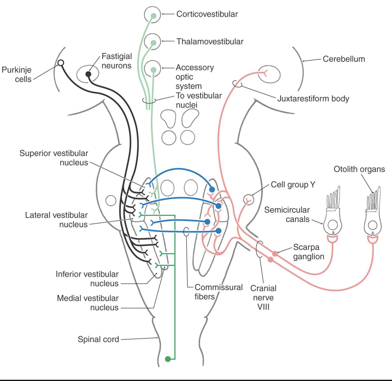<p>Ascending pathways project to multiple brain regions associated with various behaviors relying on vestibular information. what are some?</p>