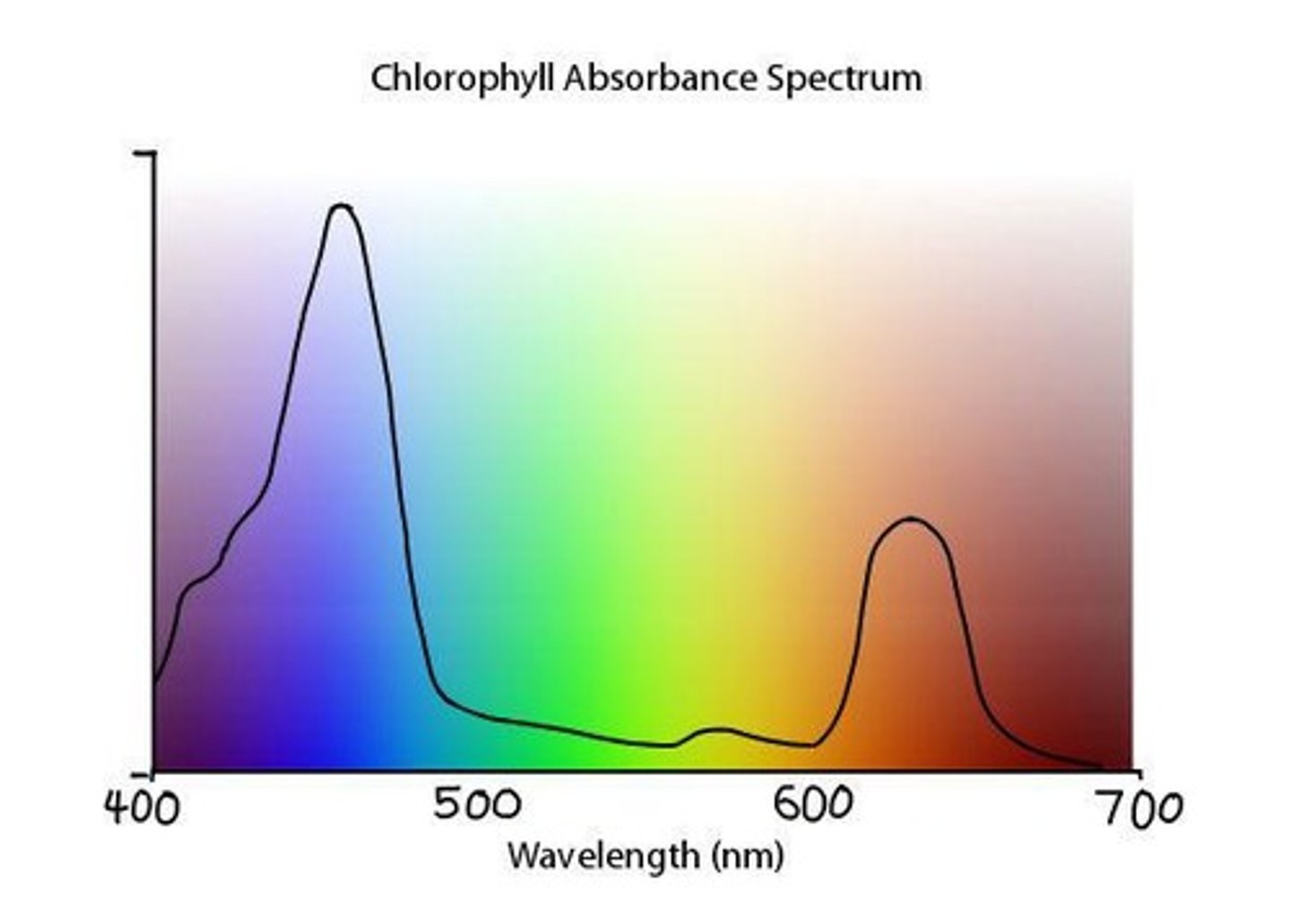 <p>Absorbs red and blue-violet light and reflects green and yellow light.</p>