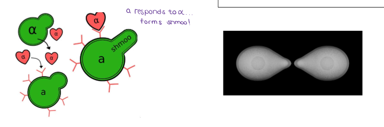 <ul><li><p>Yeast exists as haploid cells of either <strong>a</strong> or <strong>α</strong> type.</p></li><li><p>Each type secretes specific mating pheromones:</p><ul><li><p><strong>a cells</strong> produce <strong><u>a</u>-factor,</strong> which attracts <strong><u>α</u> cells.</strong></p></li><li><p><strong>α cells</strong> produce <strong><u>α</u>-factor,</strong> which attracts <strong><u>a</u> cells.</strong></p></li></ul></li></ul><ul><li><p> These pheromones induce <strong>shmoo formation,</strong> where cells extend toward each other.</p></li></ul><p></p>