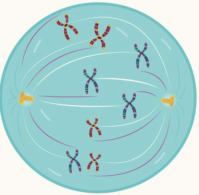 <p>Between prophase and metaphase.</p>