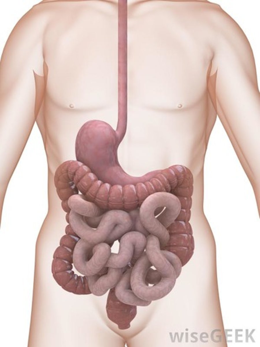 <p>кишки,недра</p>