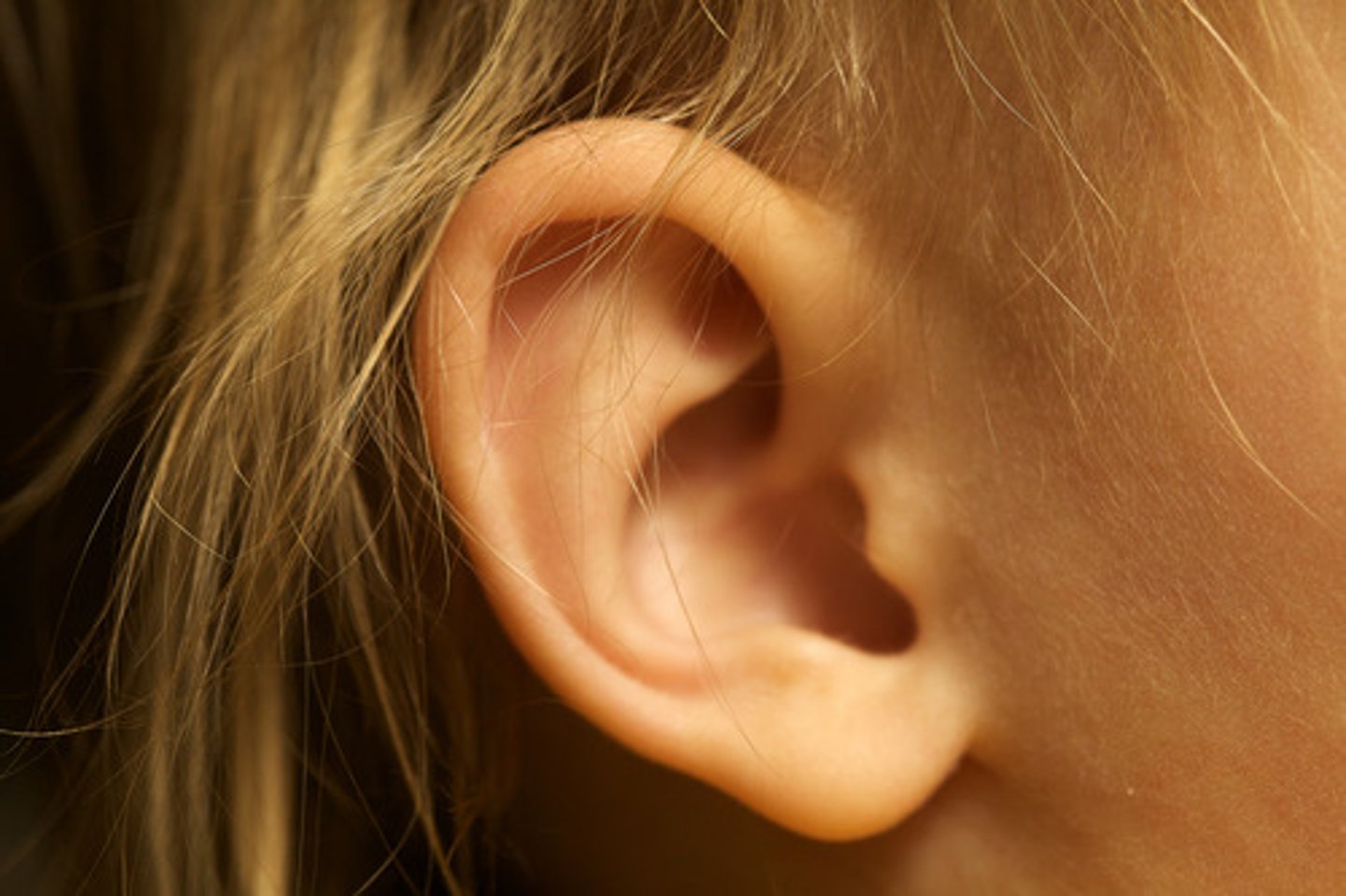 <p>ear</p>