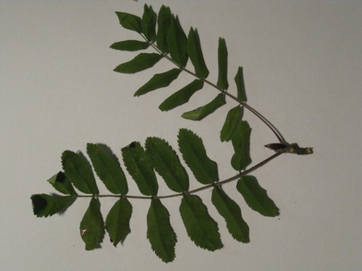 <p>- has leaflets</p><p>- rise form the division of the leave blade</p>