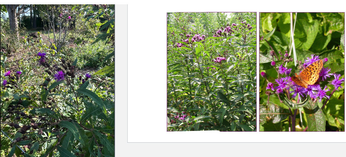 -taller
-thicker leaves