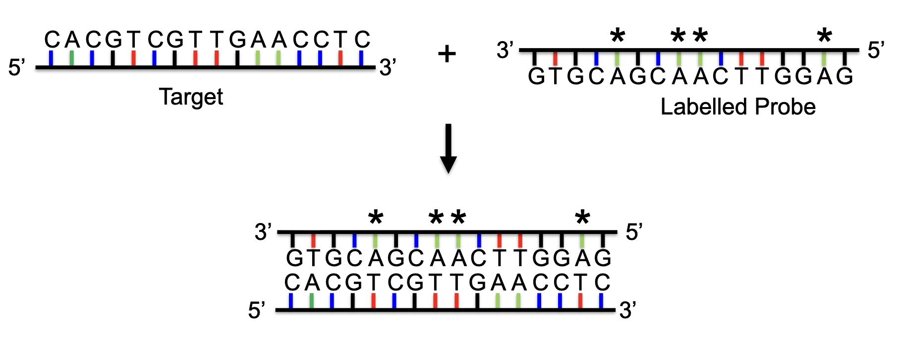 <ul><li><p>hybridization: phenomenal in which single-stranded DNA or RNA molecules anneal to complementary DNA or RNA</p></li><li><p>a hbridization probe is a fragment of DNA or RNA which is readioactively or non-radioactively labeled</p></li><li><p>it can be used t detect the presence of nucleotide sequences (DNA or RNA) complementary to the sequences in the probe</p></li></ul><p></p>