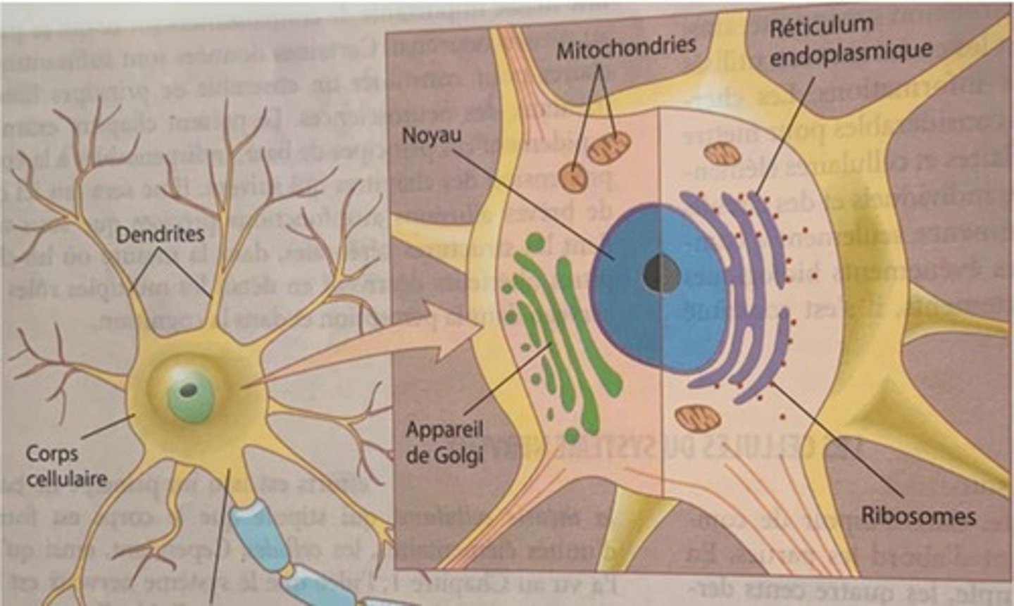 <p>Mise au point d'une technique de coloration au nitrate d'argent permettant une visualisation optimale du neurone.</p>