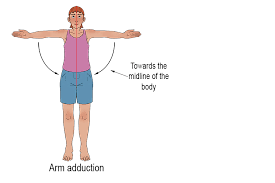 <p>adduction </p>