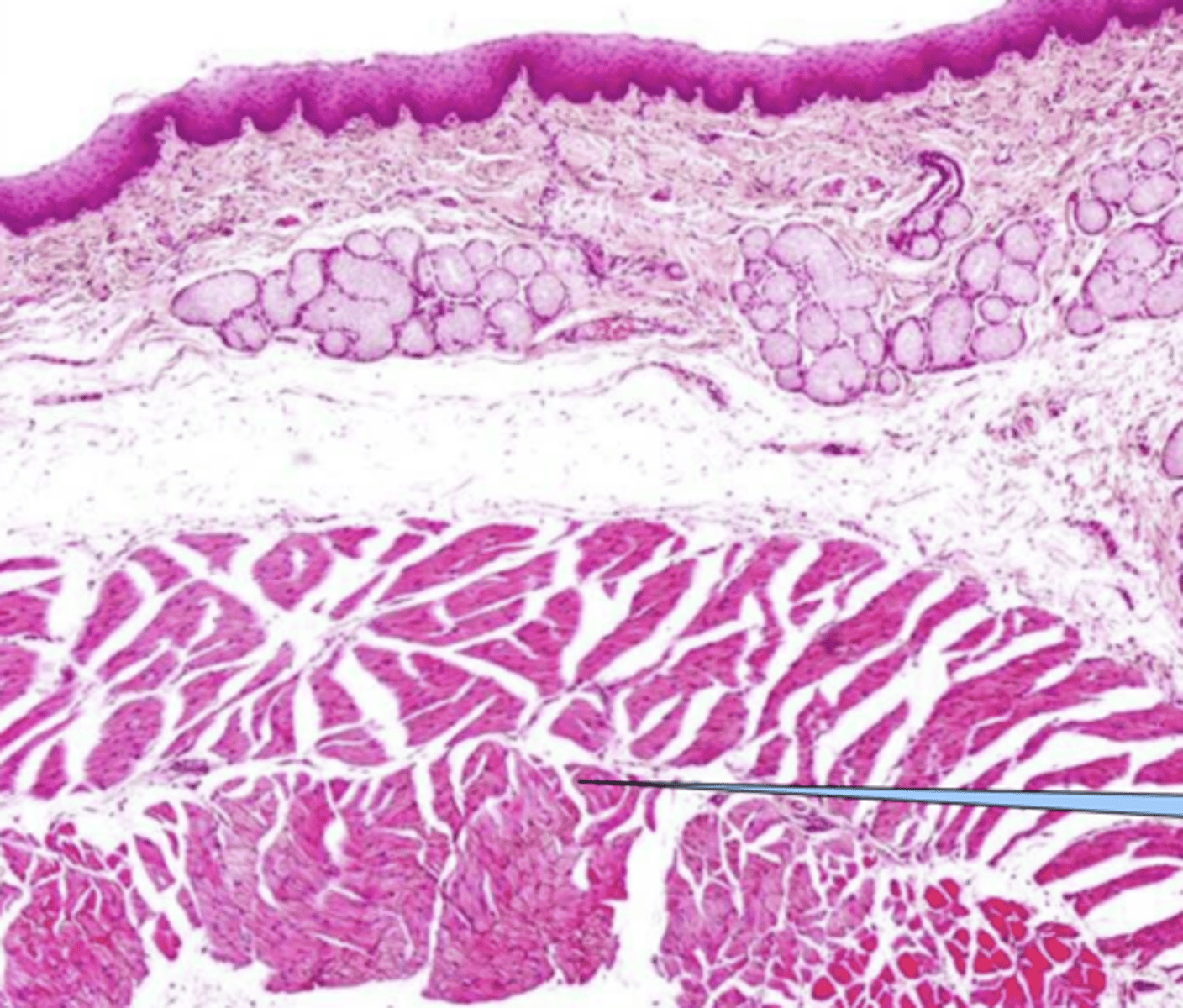 <p>esophagus- what species? why?</p>