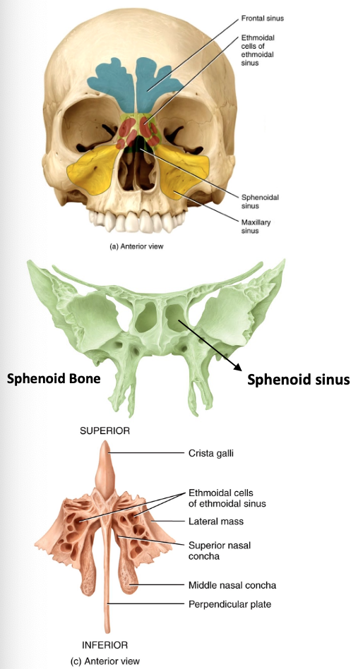 <p>Prominent features of frontal, ethmoid, sphenoid, and maxillary bones</p><p>Lined with mucuous membrane that humidify and warm air</p><p>Reduce weight of skull</p><p>Help resonate sound of our voice </p>