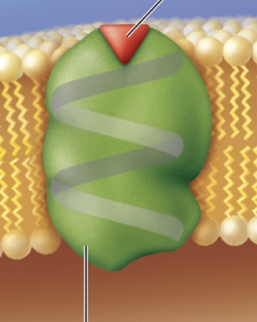 <p>Surface proteins usually specific for a particular <strong>messenger</strong> that allows for said messenger to <strong>communicate</strong> with the cell</p>