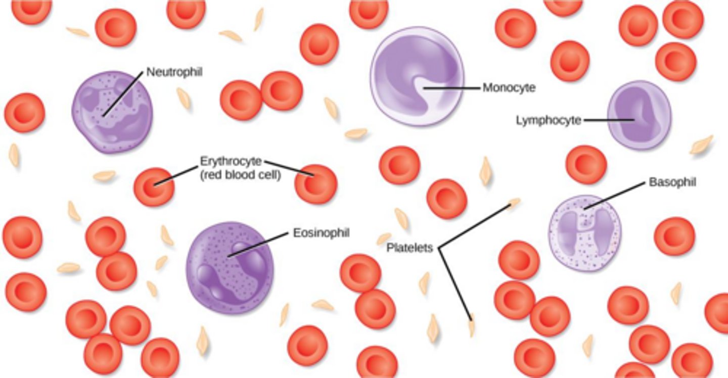 <p>Red blood cells (erythrocytes), white blood cells (leukocytes), and platelets.</p>