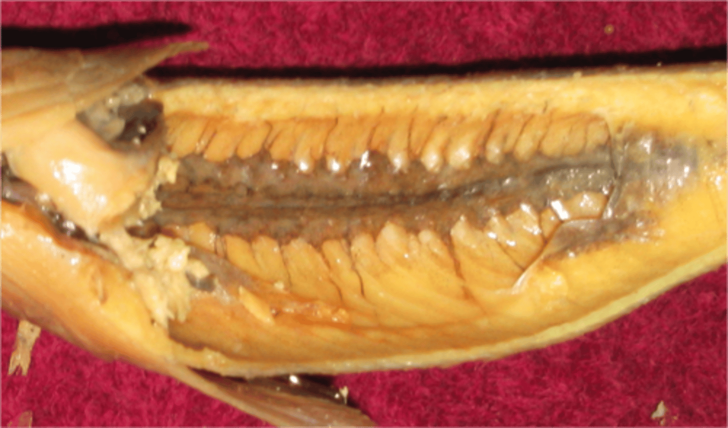 <p>A pair of organs near the back wall of the abdominal cavity that filter waste, unused minerals, and water that make up urine; they are the main organs of osmoregulation (retaining or releasing salt and water)</p>