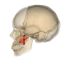 <p>Increase surface area of nasal cavity</p>