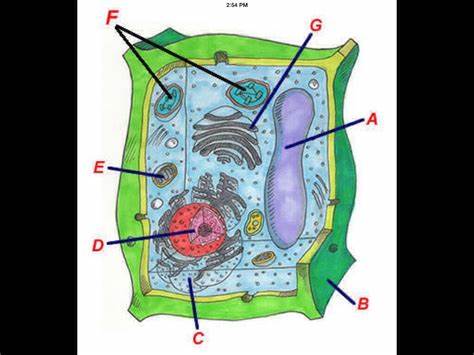 <p>Nucleus</p>