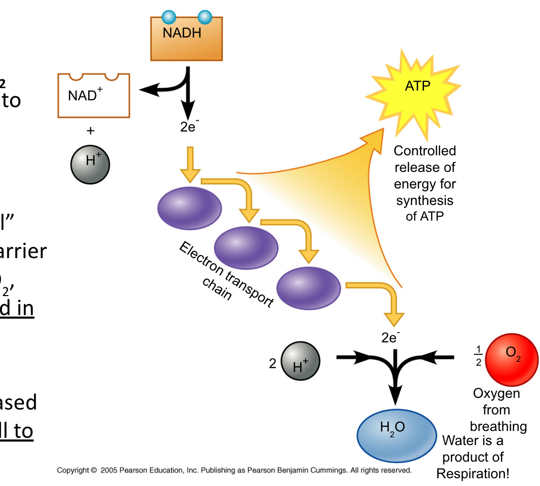 <p></p><ul><li><p><span>Electron carrier </span><strong><span>NADH</span></strong><span> and </span><strong><span>FADH<sub>2</sub> </span></strong><span>passes electrons to the </span><strong><span>electron transport chain</span></strong></p></li></ul><p></p><ul><li><p><span>&nbsp;As electrons “fall” from carrier to carrier and finally into O<sub>2</sub>, </span><u><span>energy is released in small quantities</span></u></p></li></ul><p></p><ul><li><p><span>&nbsp;The energy released </span><u><span>is used by the cell to make 34 ATP!</span></u></p></li></ul>