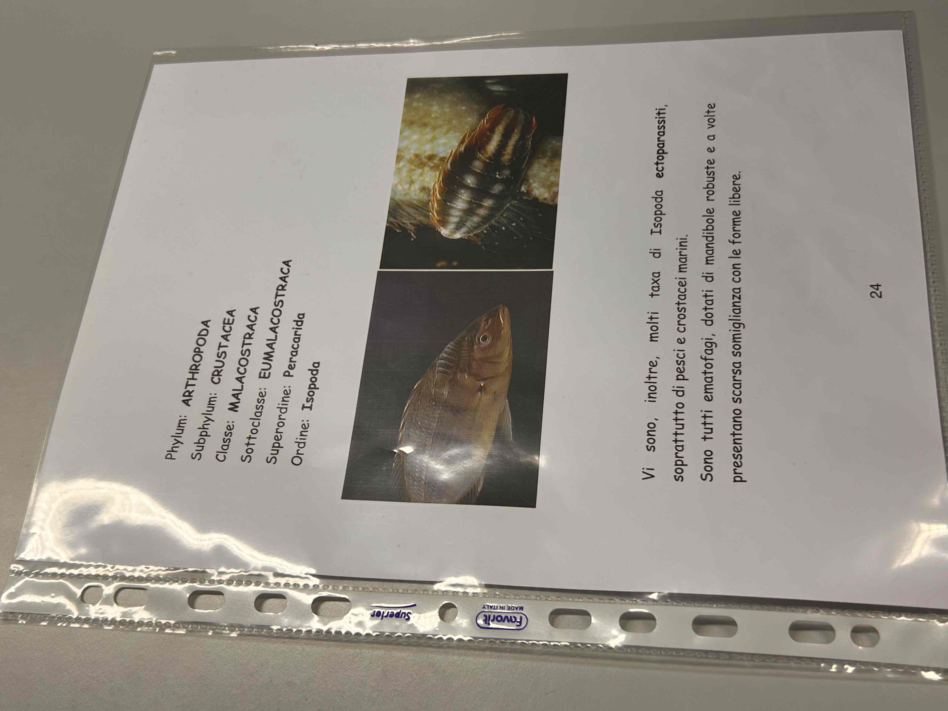 <p>Crostacei</p><p>Malacostraca</p><p>Eumalacostraca</p><p>Isopoda</p>