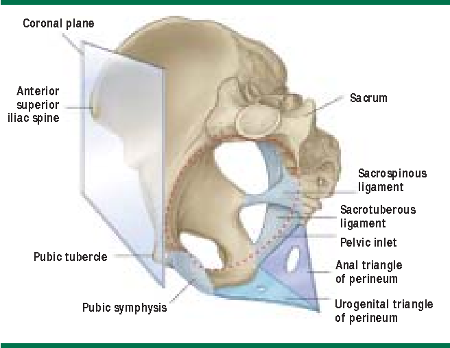 <p>Pubic Tubercles</p>