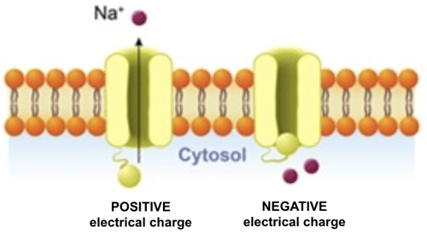 <p>A channel that opens or closes in response to changes in the membrane's electrical potential</p><p>- exist only an axon to propagate an AP</p>