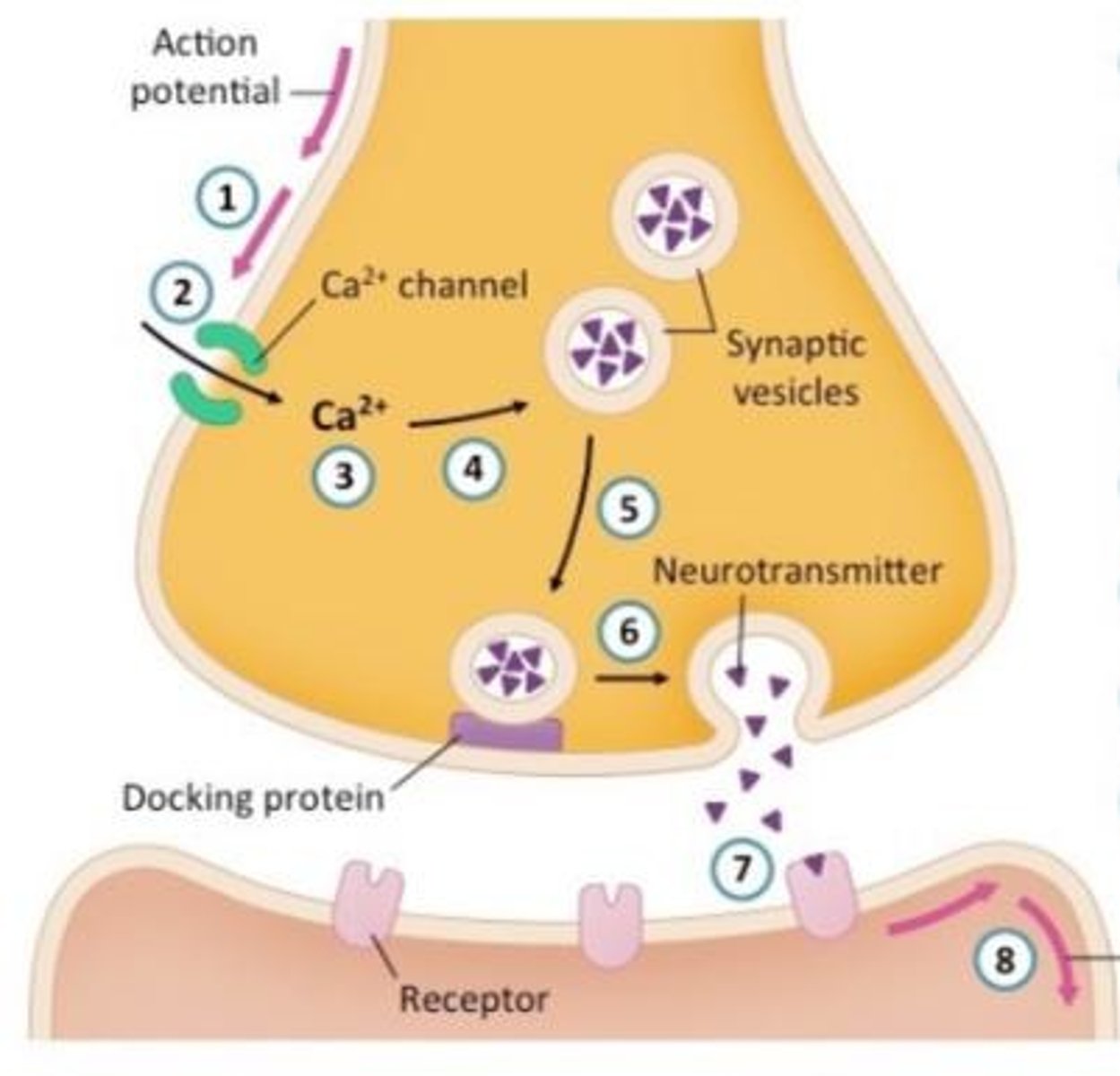 <p>Action potential arrives at the axon terminal.</p>
