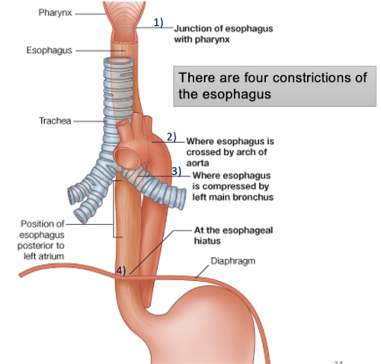 <p>1. Pharyngoesophageal constriction (inferior constrictor m of pharynx and esophagus)</p><p>2. Aortic constriction (arch of aorta compresses esophagus)</p><p>3. L main bronchus constriction </p><p>4. Diaphragm constriction (esophagus passes thru diaphragm) </p>