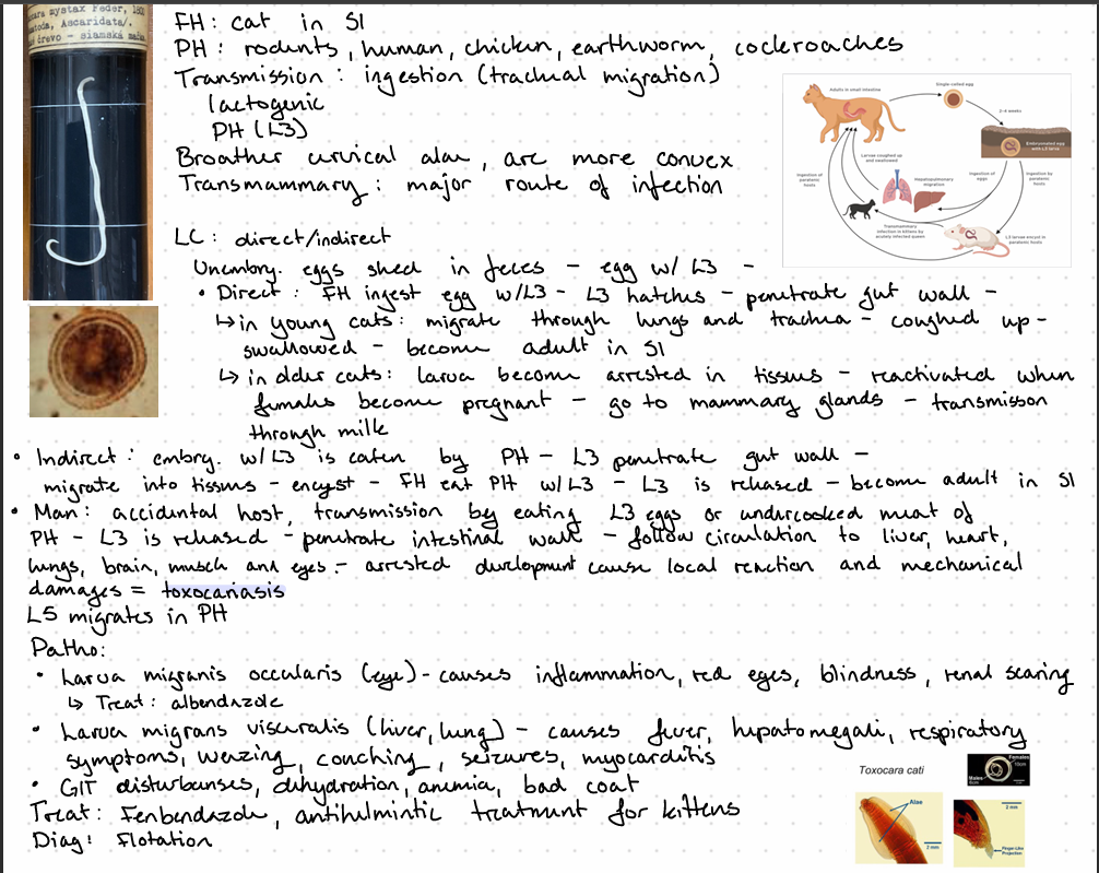 <p>Toxocara cati</p>
