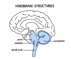 <p>-L: located on top of our spinal cord: cerebellum, pons, and medulla</p><p>-F: controls basic biological structures</p>