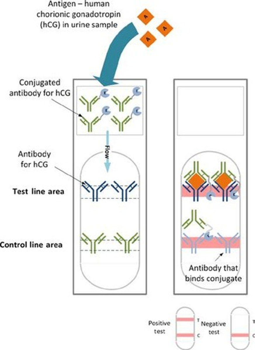 <p>An antigen found in the urine of pregnant women that binds to primary antibodies in pregnancy tests.</p>