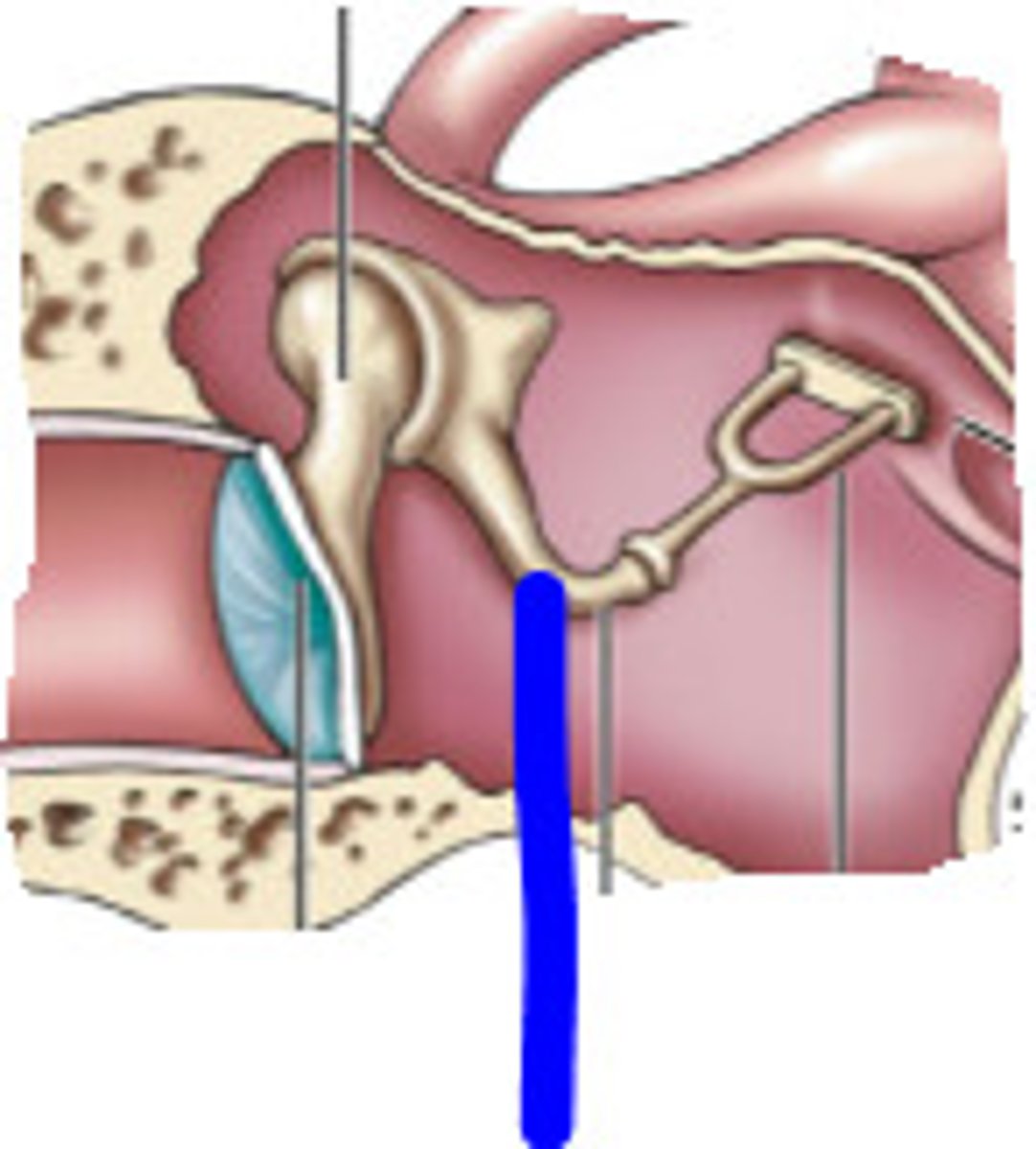 <p>A tiny bone that passes vibrations from the hammer to the stirrup</p>