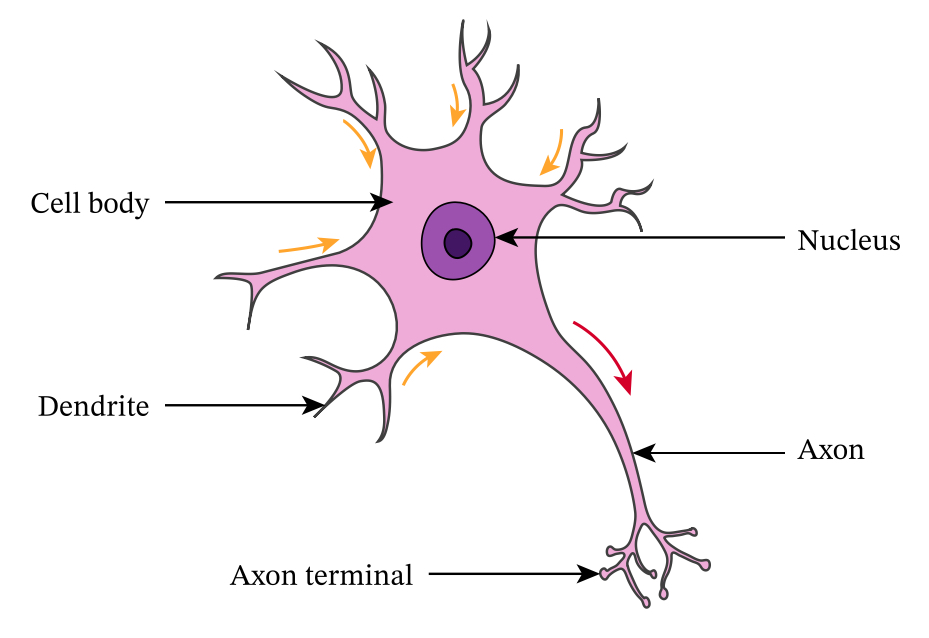 <p>Connects sensory neurones to motor neurones, carries messages across the CNS</p>