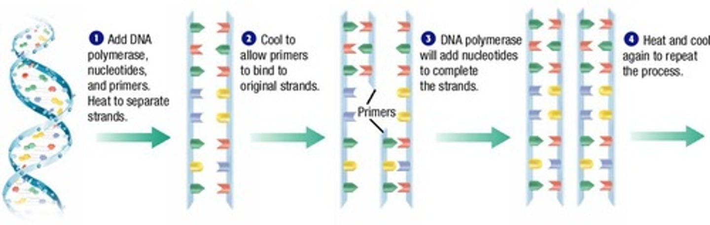 <p>Technique to amplify specific DNA sequences.</p>