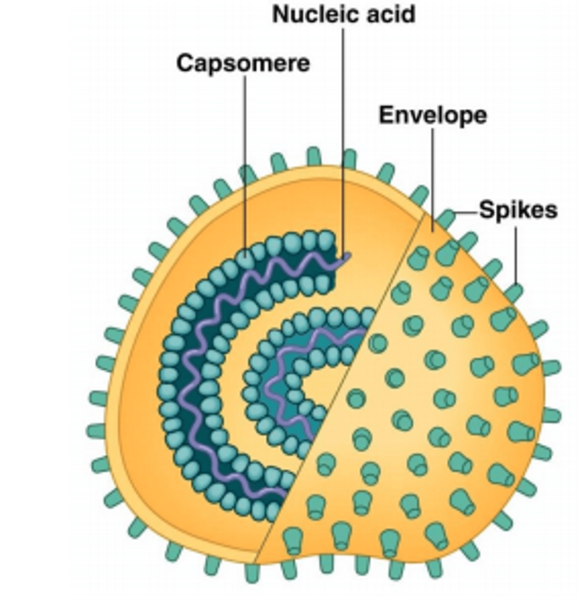 <p>Contain proteins in envelope</p>