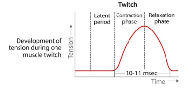 latent period (excitation-contraction)

contraction phase

relaxation phase