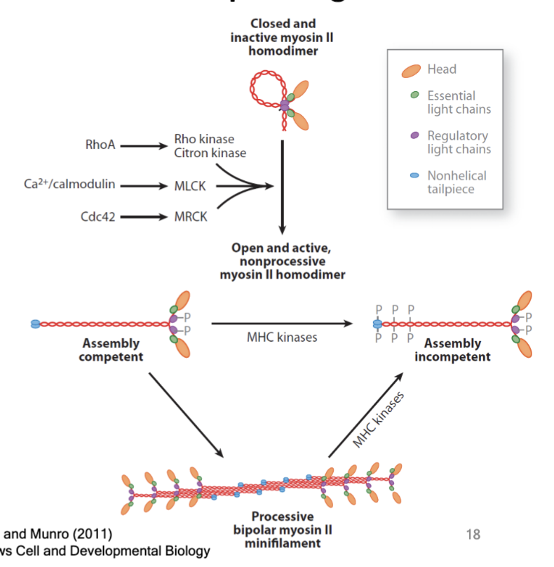 <p>control enzymatic activity of the myosin and control assembly into minifilament “working structure”</p>