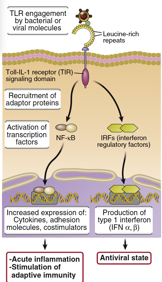 <p><strong>NF-kB responses , which are transcription factors that regulate immune gene expression. </strong></p>